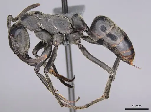 Megaponera analis - CASENT0352477