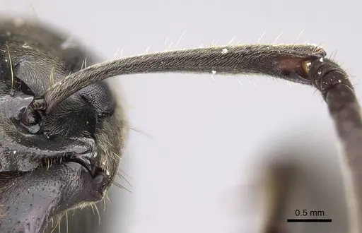 Megaponera analis - CASENT0375012