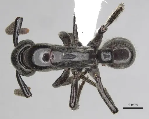 Megaponera analis - CASENT0415262