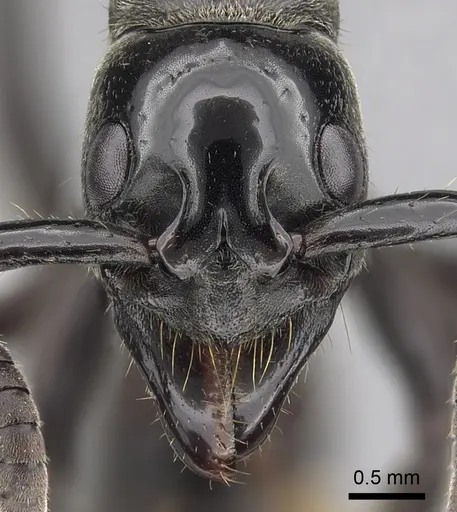 Megaponera analis - CASENT0415262