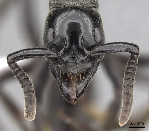 Megaponera analis - CASENT0415262