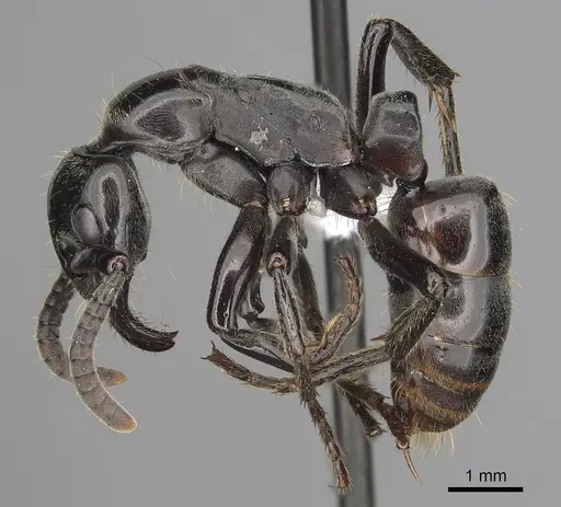 Megaponera analis - CASENT0415262