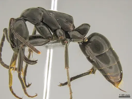 Megaponera analis - CASENT0781129