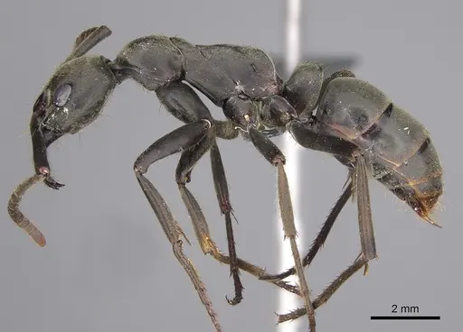 Megaponera analis - CASENT0814584