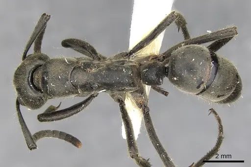 Megaponera analis - CASENT0900318