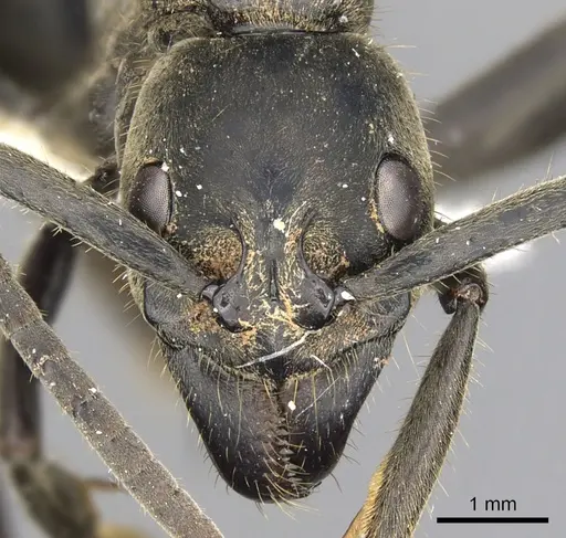 Megaponera analis - CASENT0900318