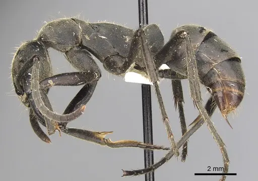 Megaponera analis - CASENT0900318