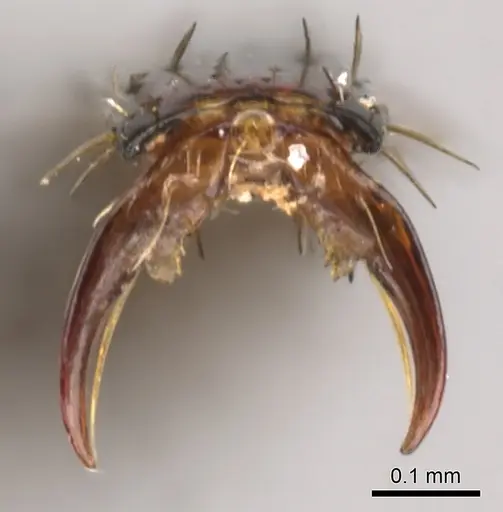 Megaponera analis - CASENT0900318