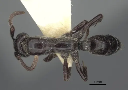 Megaponera analis - CASENT0916822