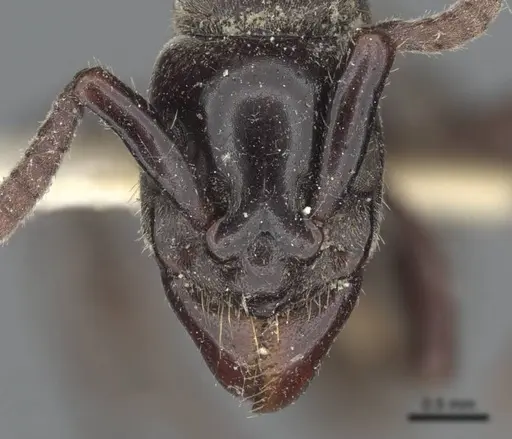 Megaponera analis - CASENT0916822