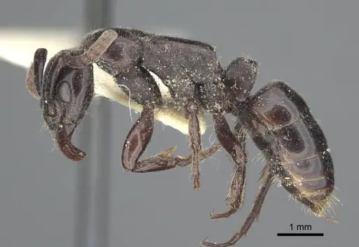 Megaponera analis - CASENT0916822