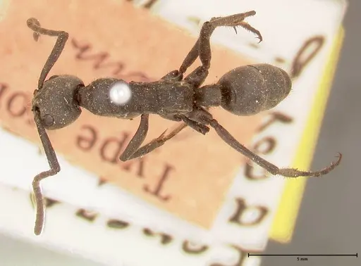 Megaponera analis - FOCOL0681