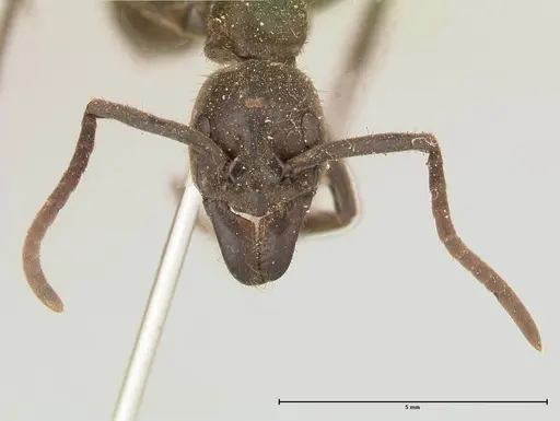 Megaponera analis - FOCOL0681