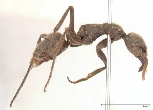 Megaponera analis - FOCOL0681