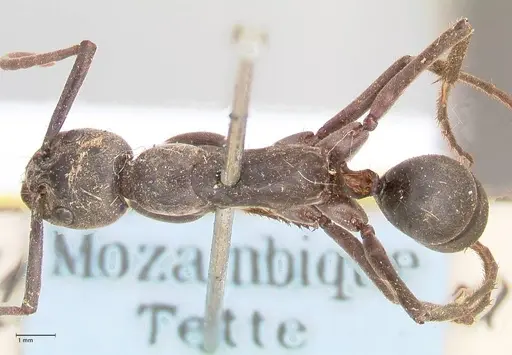 Megaponera analis - FOCOL0947