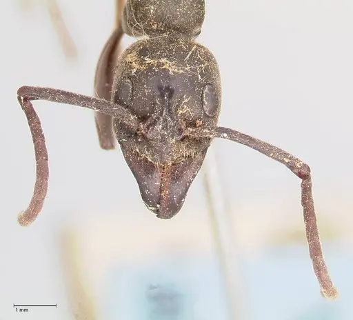 Megaponera analis - FOCOL0947