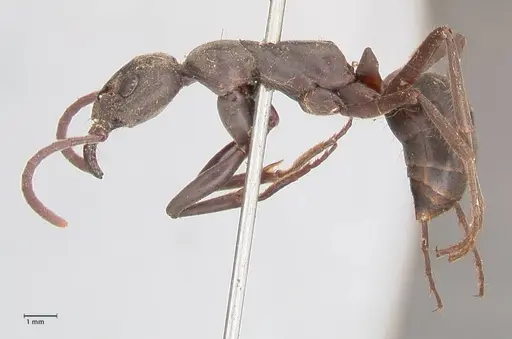 Megaponera analis - FOCOL0947