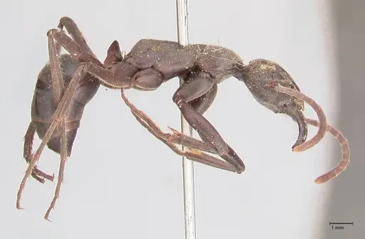 Megaponera analis - FOCOL0947