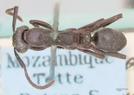 Megaponera analis - FOCOL0948