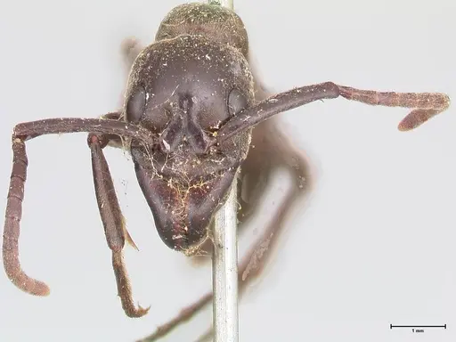 Megaponera analis - FOCOL0948