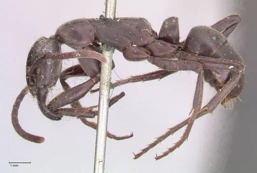 Megaponera analis - FOCOL0948