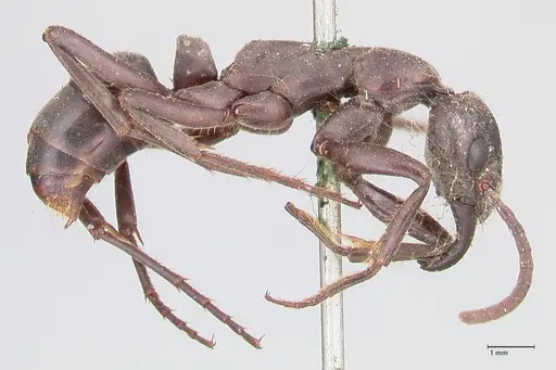 Megaponera analis - FOCOL0948