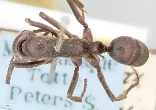 Megaponera analis - FOCOL0949