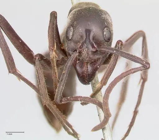 Megaponera analis - FOCOL0949