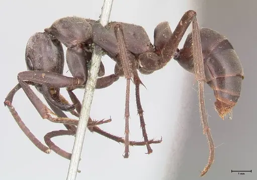 Megaponera analis - FOCOL0949