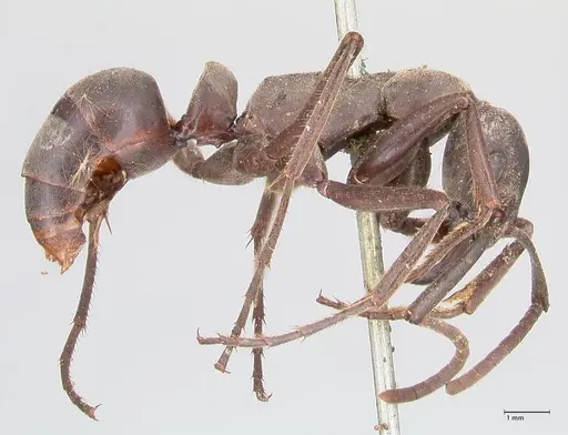 Megaponera analis - FOCOL0949