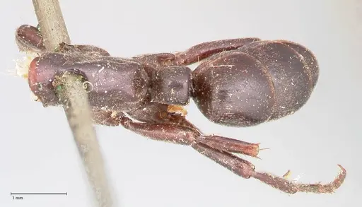 Megaponera analis - FOCOL0950