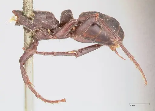 Megaponera analis - FOCOL0950