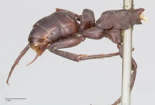 Megaponera analis - FOCOL0950