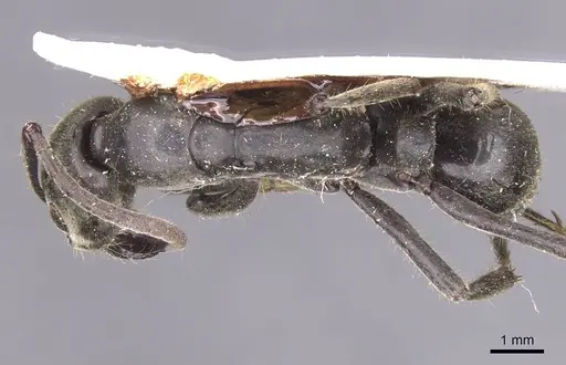 Megaponera analis - RMCAENT000017725