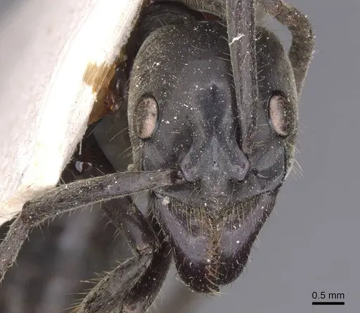 Megaponera analis - RMCAENT000017725