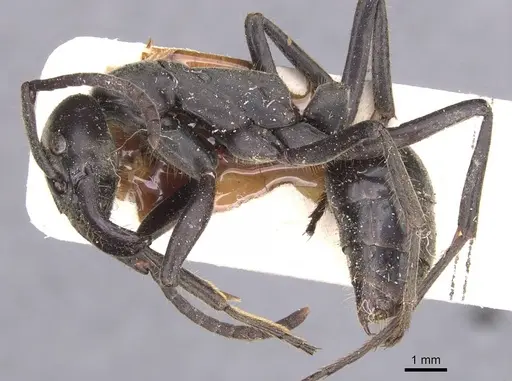 Megaponera analis - RMCAENT000017725