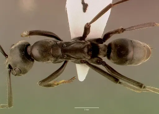 Megaponera analis - SAM-HYM-C008323B