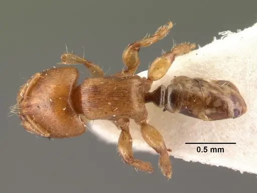 Melissotarsus beccarii specimen