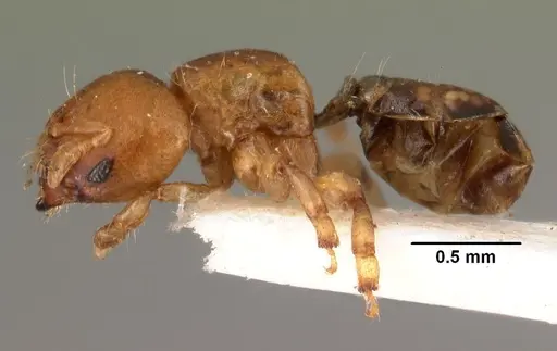 Melissotarsus beccarii specimen