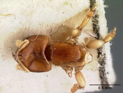 Melissotarsus emeryi specimen