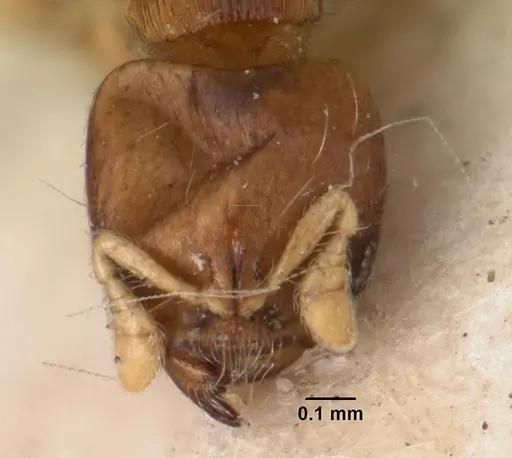 Melissotarsus emeryi specimen