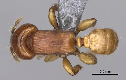 Melissotarsus emeryi - CASENT0362244