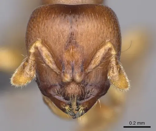 Melissotarsus emeryi - CASENT0362244