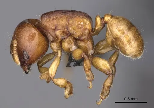 Melissotarsus emeryi - CASENT0362244