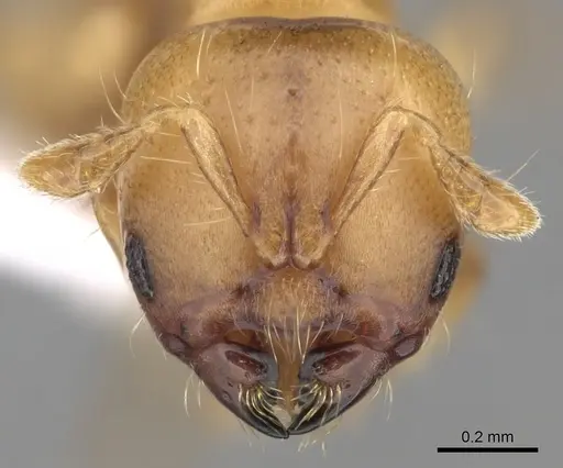 Melissotarsus emeryi - CASENT0426618