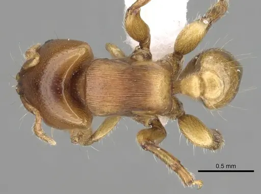 Melissotarsus emeryi - CASENT0426763