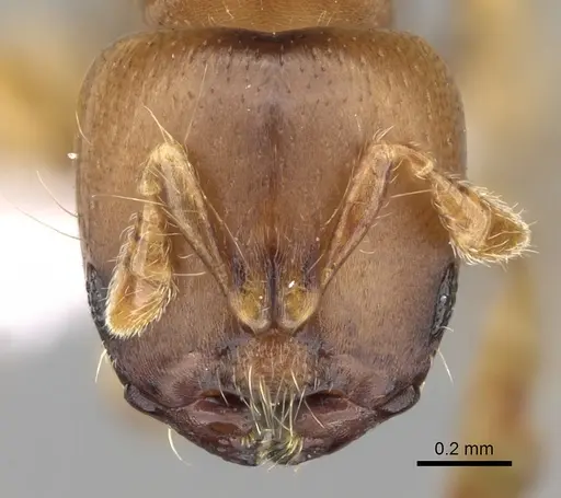 Melissotarsus emeryi - CASENT0426763