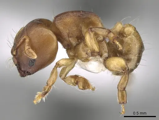 Melissotarsus emeryi - CASENT0426763