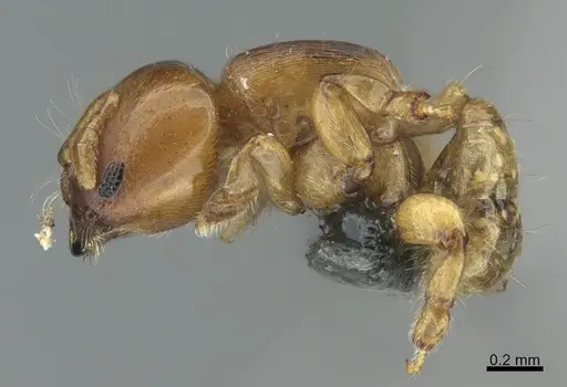 Melissotarsus emeryi - CASENT0775846