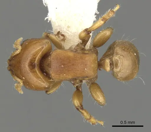 Melissotarsus emeryi - CASENT0900311